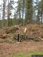 Lundgren funnel trap used to detect pine engraver beetles at a slash pile