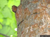 Sirex noctilio parasitoids