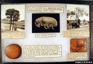 Historical record of the change the new pathogen made in the importance of this bark beetle