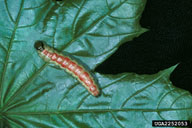 Mature larvae of the variable oak leaf caterpillar (color patterns vary)