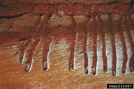 Larvae of Douglas-fir beetle in their galleries