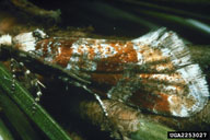 Adult of western pine shoot borer