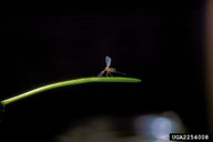 Adult of Douglas-fir needle midge