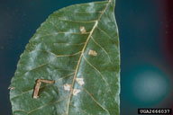 Larva of pecan cigar casebearer larvae in case