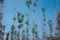 Poplars defoliated by poplar tentmaker