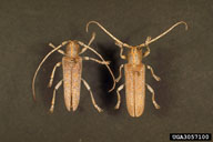 Adults of poplar borer