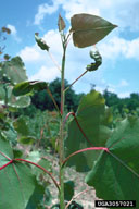 Injury to cottonwood seedling from poplar leafcurl midge