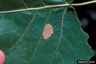 Egg mass of poplar tentmaker