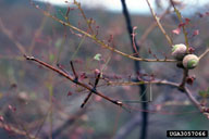 Oak foliage showing feeding of the walkingstick