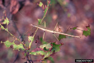 Oak foliage showing feeding of the walkingstick