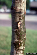 Sap spot over feeding site of flatheaded apple borer larva in Nuttall oak