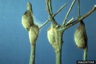 Cocoons of whitemarked tussock moth