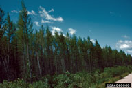 A larch stand in Minnesota showing partial (50%) defoliation caused by larch sawfly