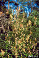 Damage to understory seedling pine by jack pine budworm