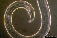 Tale of male pine wood nematode showing characteristic spicule