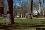 Sticky bands on shade trees to trap fall cankerworm females