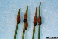 Adults of pine leaf adelgid on a pine host