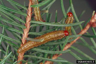 Larvae of yellowheaded spruce sawfly