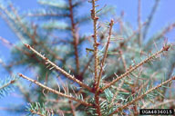 Close up of larvae feeding on spruce