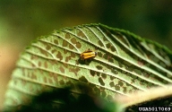 Elm leaves with shot-hole damage from adult feeding