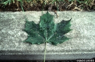 Sooty mold and cast skins of Norway maple aphid