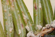 Second instar nymph (mid sized, yellow stages) of elongate hemlock scale; also showing  brown adult females and white males