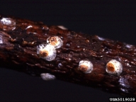 Close up of adults of white peach scale