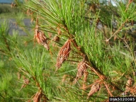 Many bagworm cases on heavily infested plant