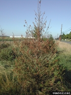 High densities of bagworm bags on partly defoliated conifer