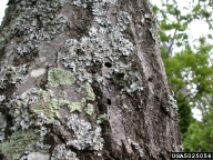 Emergence holes of red oak borer