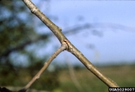 Elm branch with feeding in crotch from adults of smaller European elm bark beetle