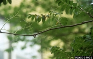 Foliage of mountain ash stripped of all but mid ribs by mountain ash sawfly larvae