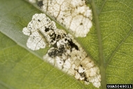 Close up on a single mine, with larva visible