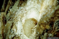 Close up of white pine weevil larvae feeding in a stem