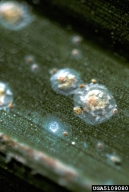 Several adults of coconut scale on a palm frond