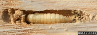 Prepupa of emerald ash borer in chamber in sap wood