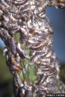 View of dense colony of oystershell scales