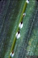 Adults of magnolia white scale on areca palm