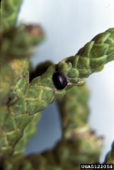 Gillette's eriococin on juniper