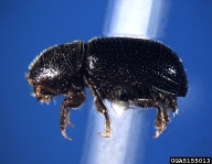 Adult white pine cone beetle