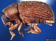 Adult native elm bark beetle