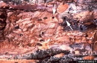 Round emergence holes of the smaller European elm bark beetle