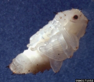 Pupae of black vine weevil occur naked in the soil