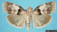 Adult pine webworm