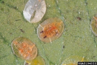 Cast skin (top) of citrus whitefly