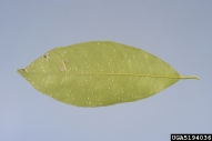 Leaf infested with citrus whitefly (white dots dispersed over leaf)