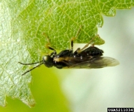Close up of adult of birch leafminer