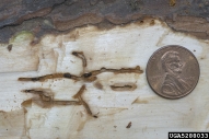 A pair of small southern pine engraver beetles in their nuptial chamber, showing associated oviposition galleries 