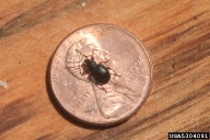 Adult of strawberry root weevil