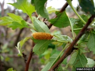 Egg mass of browntail moth